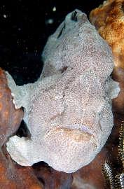 North Sulawesi-2018-DSC04741_rc- Giant frogfish - Antenaire geant - Antennarius commerson
